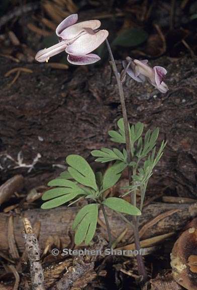 dicentra pauciflora 2 graphic